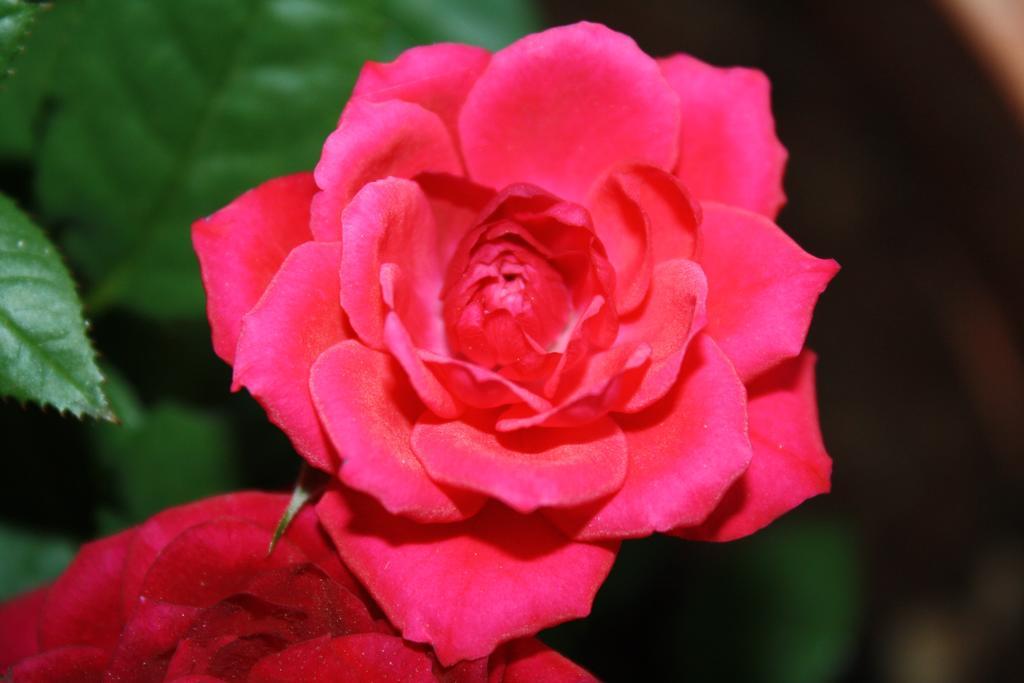 Anemones Rooms ハニア エクステリア 写真